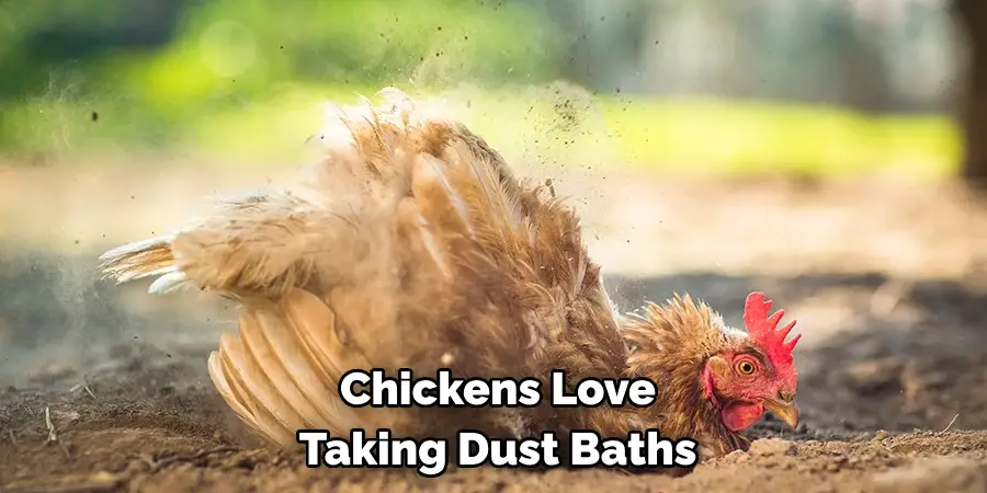 Chickens Love Taking Dust Baths