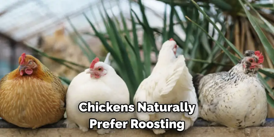 Chickens Naturally Prefer Roosting