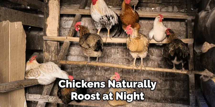 Chickens Naturally Roost at Night