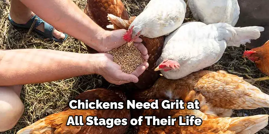 Chickens Need Grit at All Stages of Their Life
