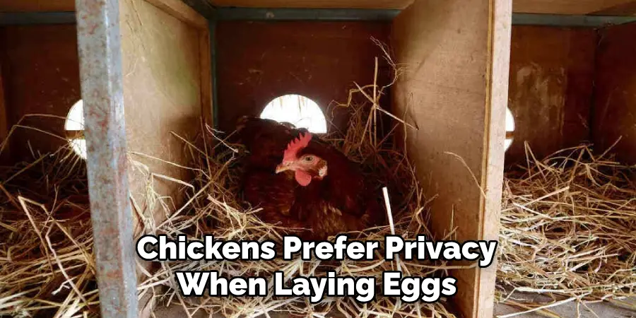 Chickens Prefer Privacy When Laying Eggs