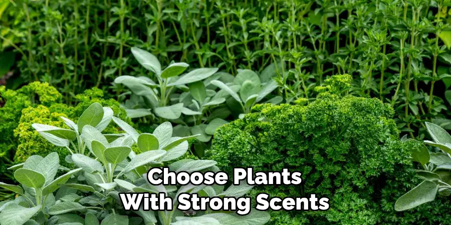 Choose Plants With Strong Scents