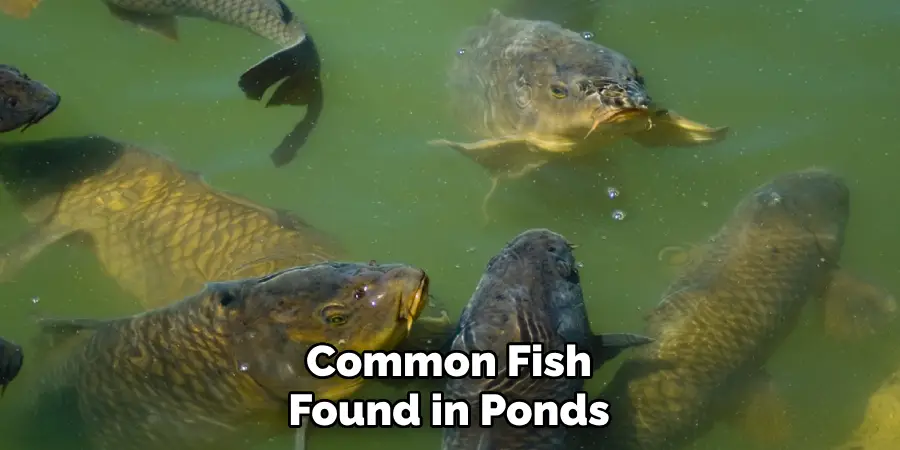 Common Fish Found in Ponds