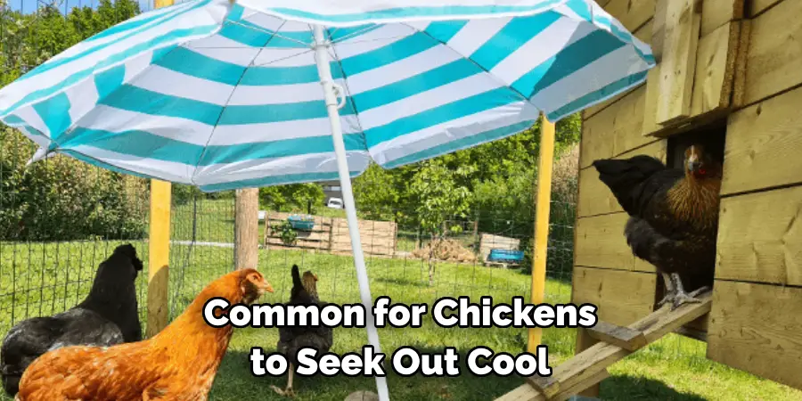 Common for Chickens to Seek Out Cool