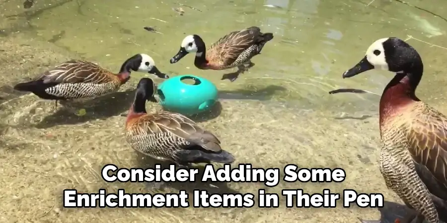 Consider Adding Some Enrichment Items in Their Pen