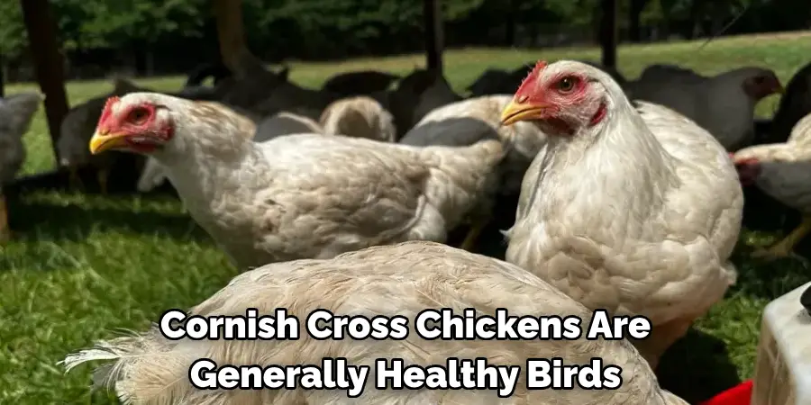 Cornish Cross Chickens Are Generally Healthy Birds