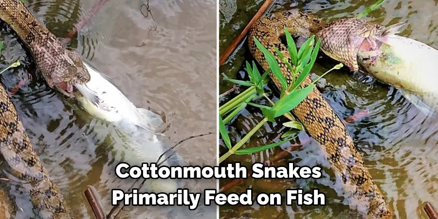 Cottonmouth Snakes Primarily Feed on Fish