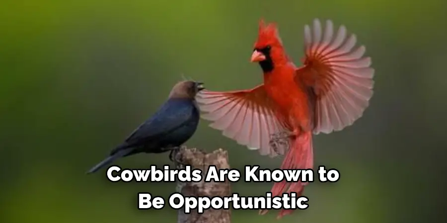 Cowbirds Are Known to Be Opportunistic