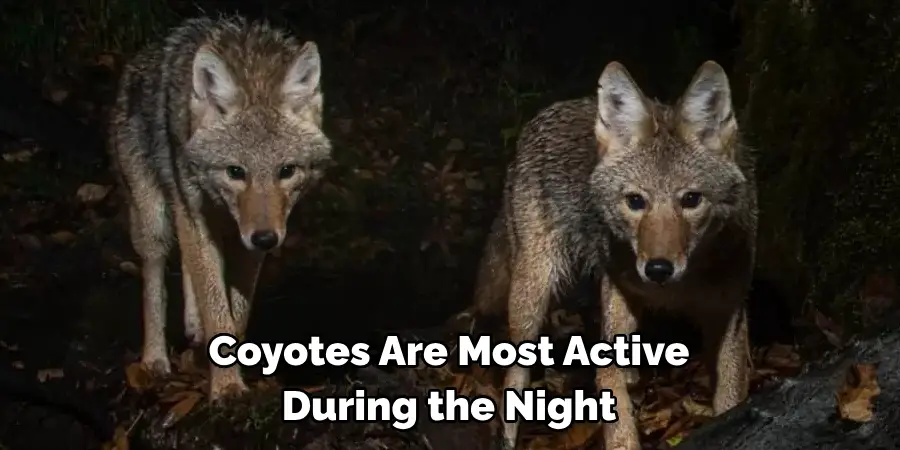 Coyotes Are Most Active During the Night