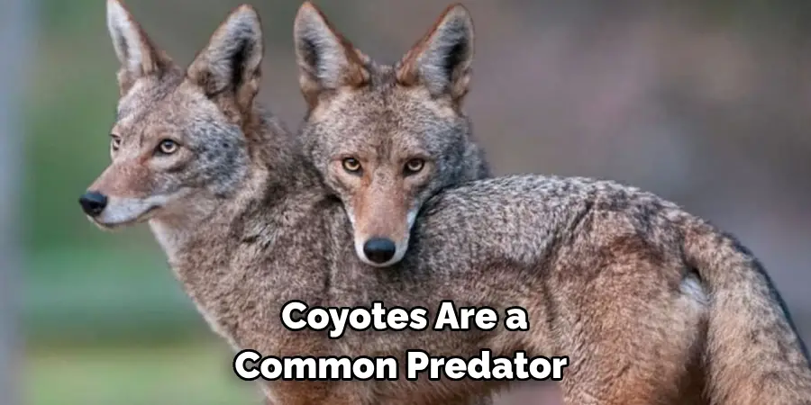 Coyotes Are a Common Predator