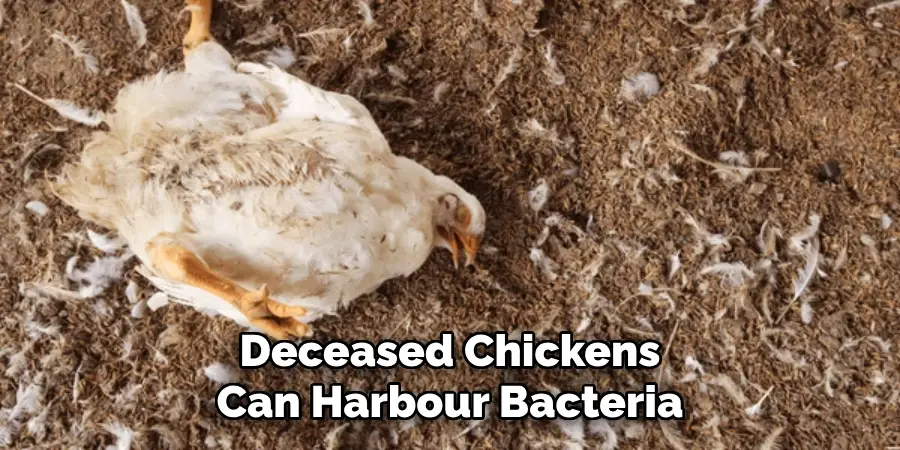 Deceased Chickens Can Harbour Bacteria