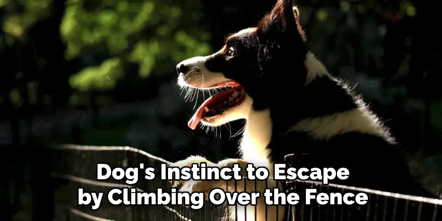 Dog's Instinct to Escape by Climbing Over the Fence
