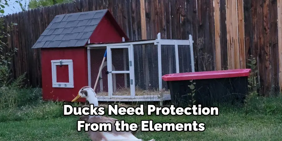 Ducks Need Protection From the Elements