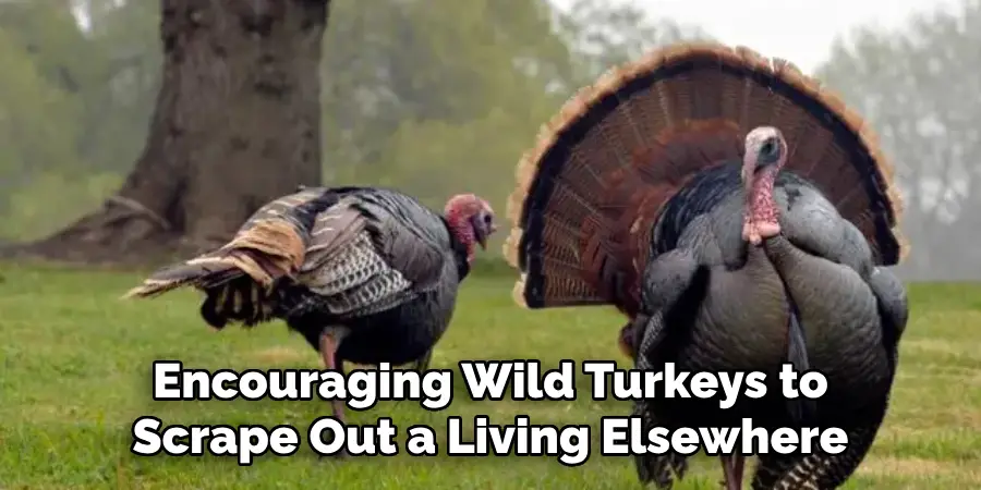 Encouraging Wild Turkeys to Scrape Out a Living Elsewhere