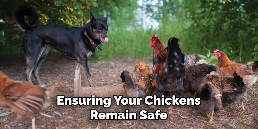 Ensuring Your Chickens Remain Safe