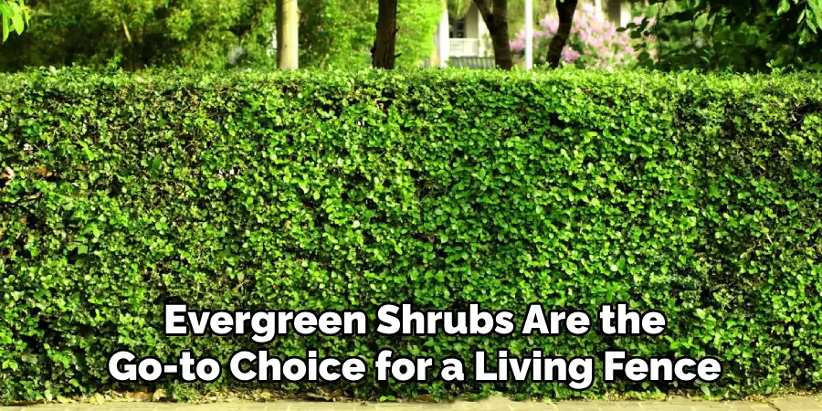 Evergreen Shrubs Are the Go-to Choice for a Living Fence