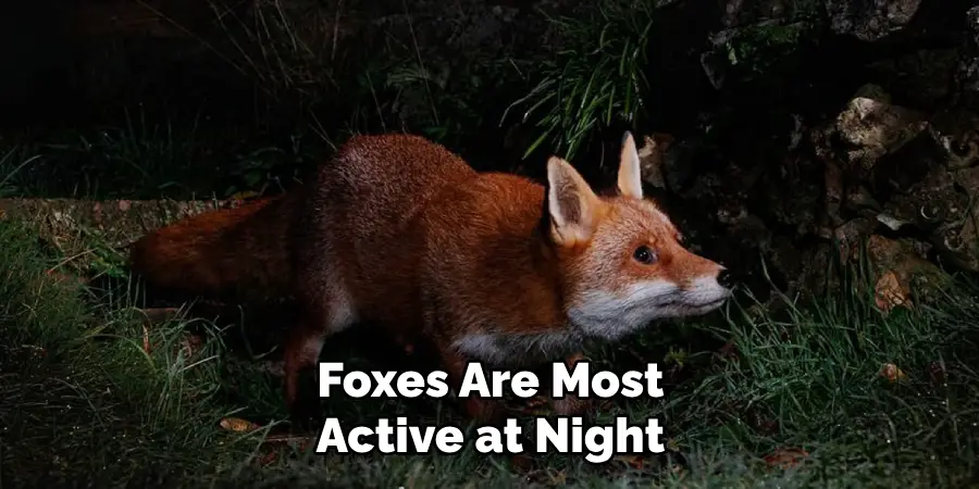 Foxes Are Most Active at Night