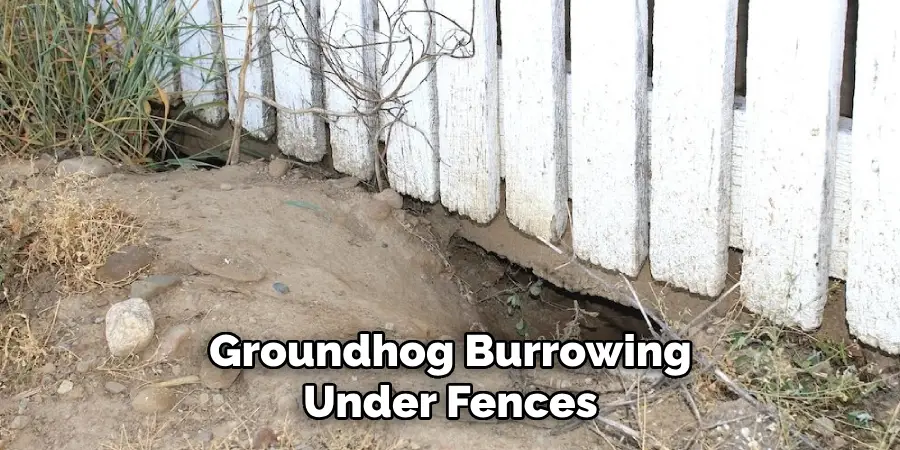Groundhog Burrowing Under Fences