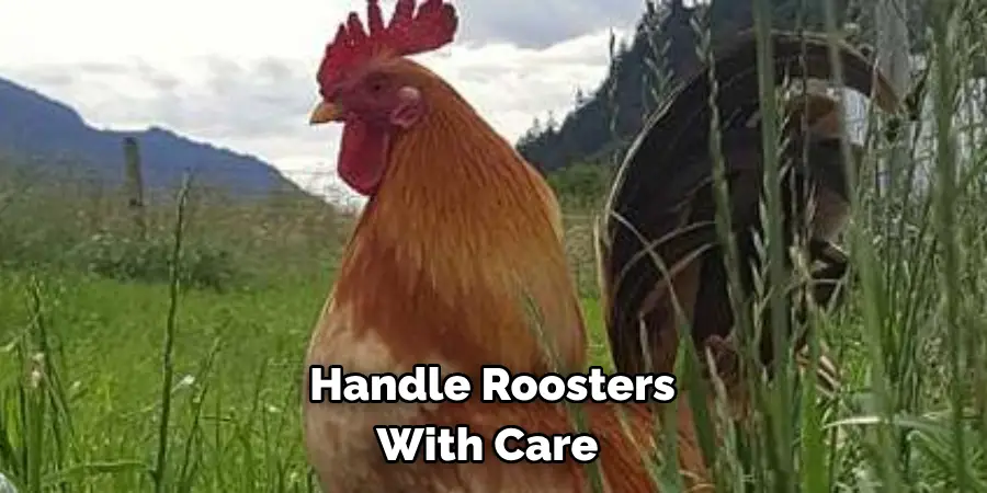 Handle Roosters With Care