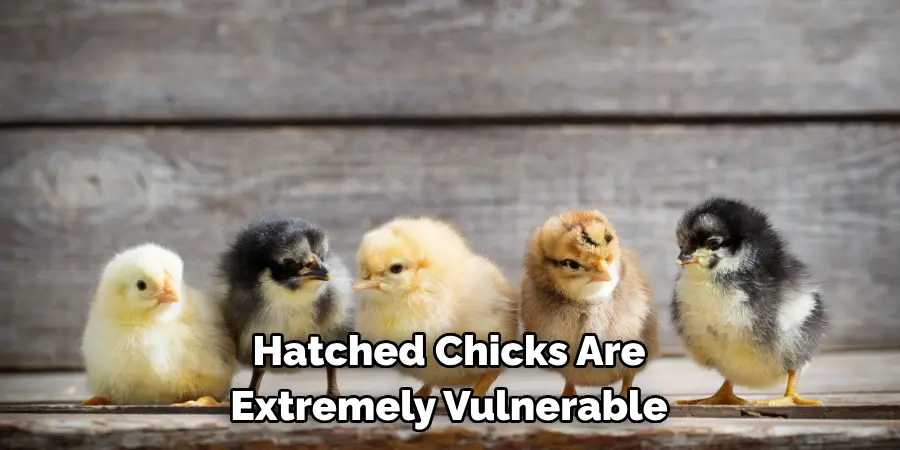 Hatched Chicks Are Extremely Vulnerable