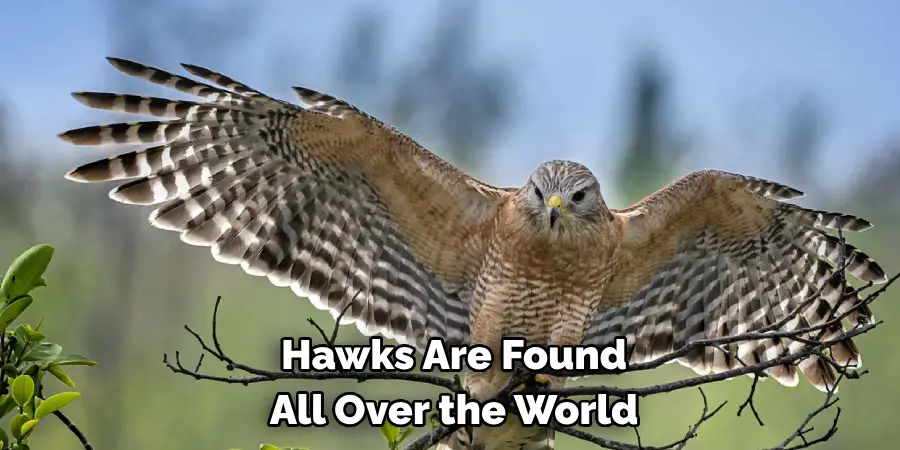 Hawks Are Found All Over the World