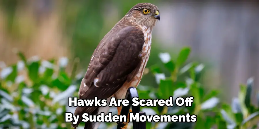Hawks Are Scared Off By Sudden Movements