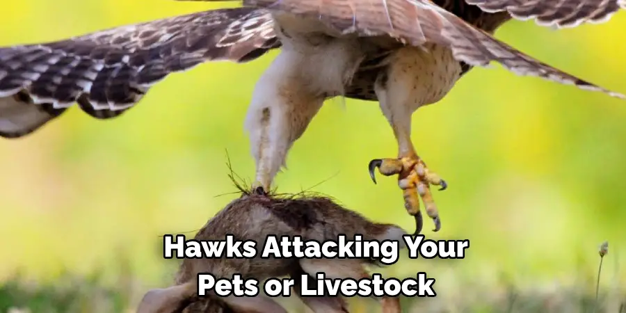 Hawks Attacking Your Pets or Livestock