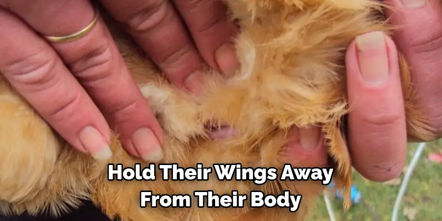 Hold Their Wings Away From Their Body