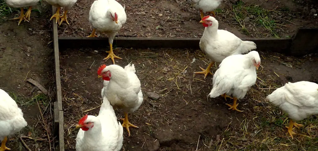 How to Breed Cornish Cross Chickens