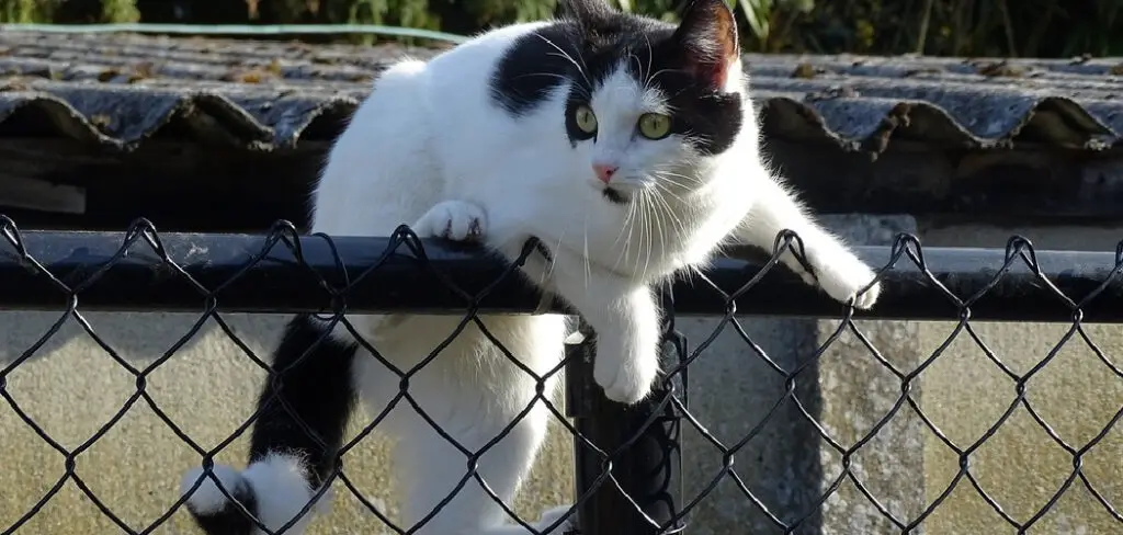 How to Cat Proof a Fence