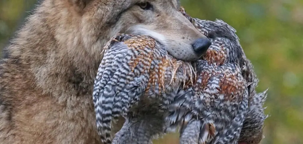 How to Catch a Fox That is Eating My Chickens