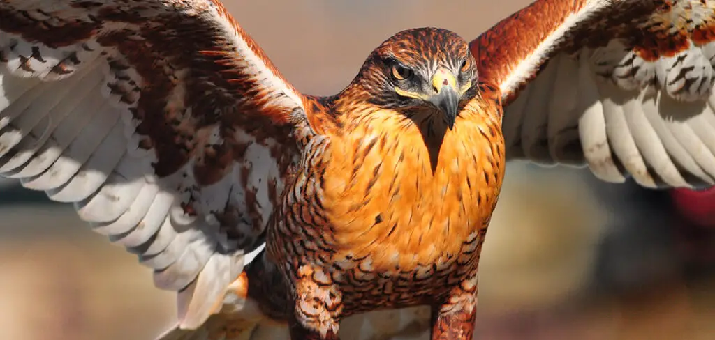 How to Deter Hawks