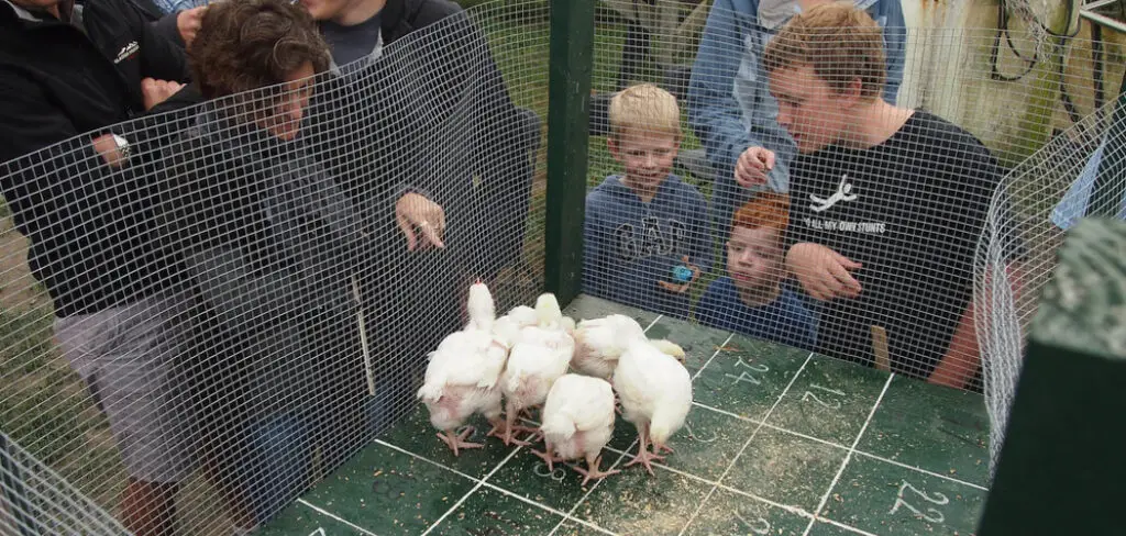 How to Dispose of Chicken Poop