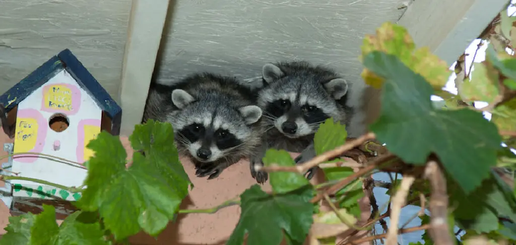 How to Get Racoons Out of Yard