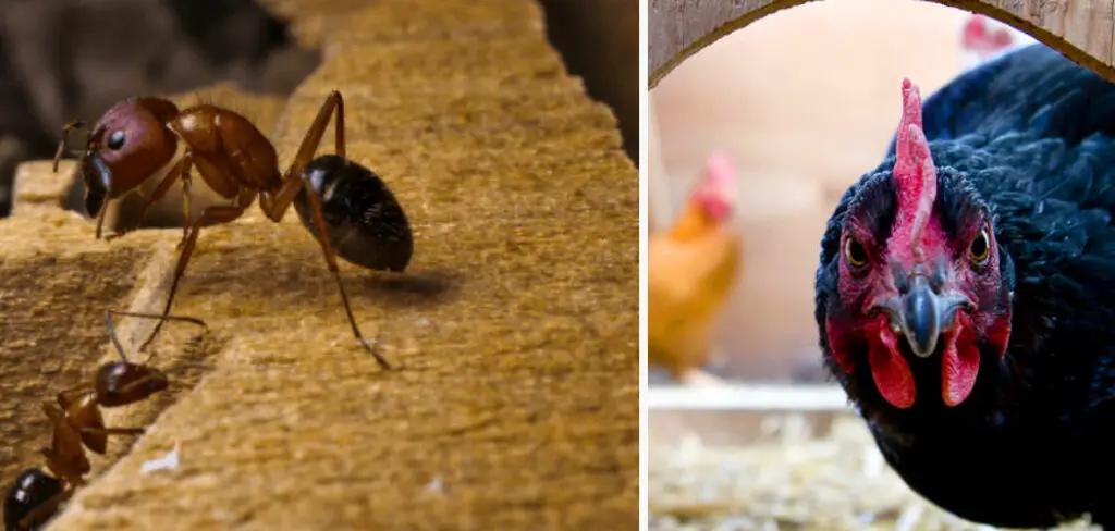 How to Get Rid of Ants in Chicken Coop