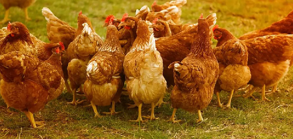 How to Get Rid of Chicken Run Smell