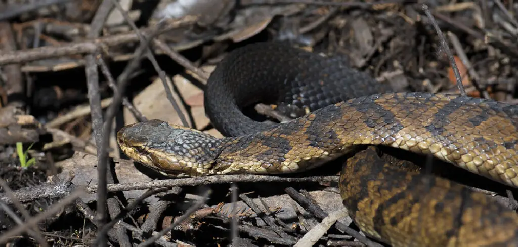 How to Get Rid of Cottonmouth Snakes