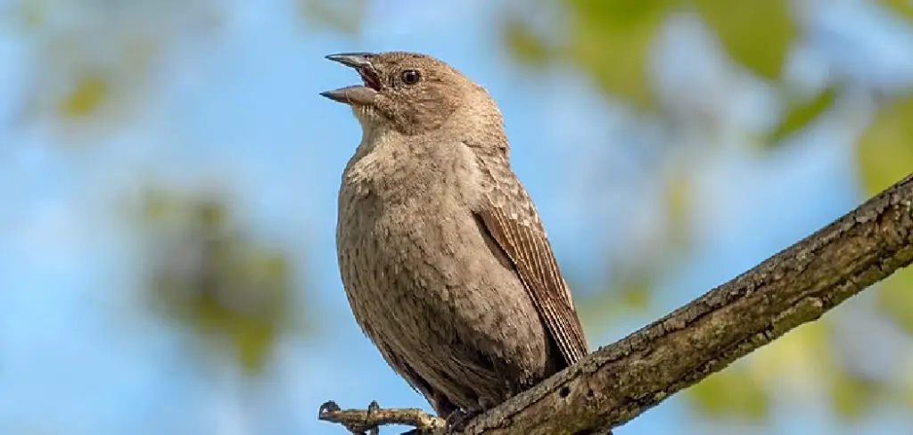 How to Get Rid of Cow Birds