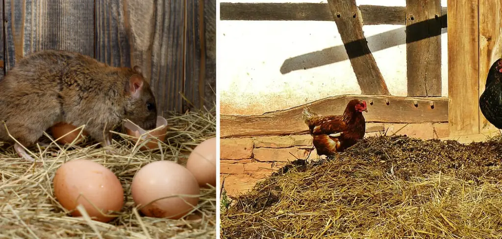 How to Get Rid of Rats in Chicken Coop