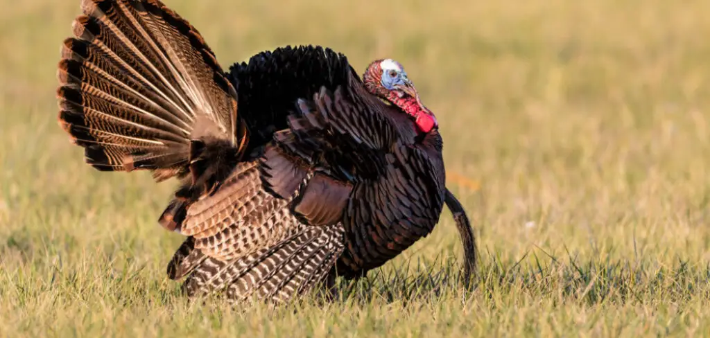 How to Get Rid of Wild Turkeys in Your Yard