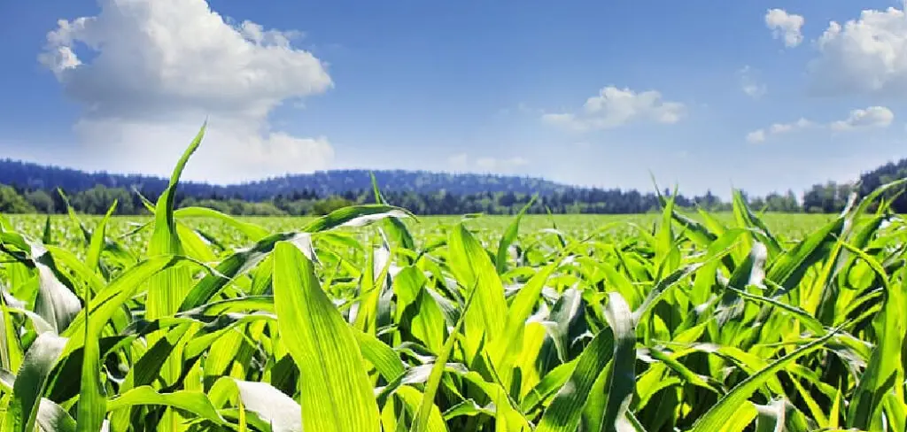 How to Grow Fodder