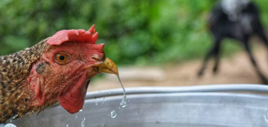 How to Keep Chicken Water Clean