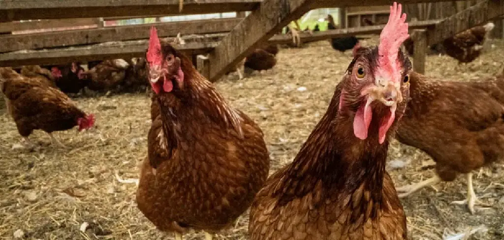 How to Keep Chickens From Pecking Each Other