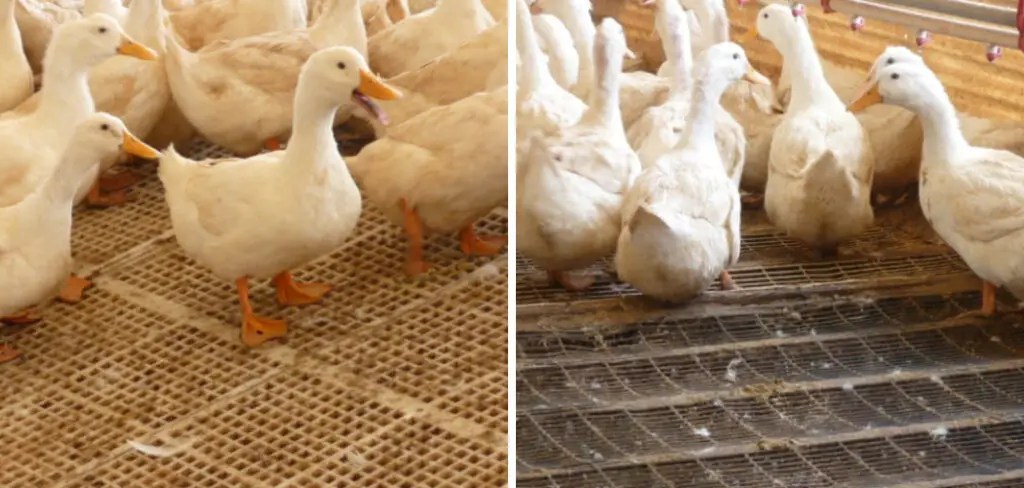 How to Keep Duck Bedding Dry