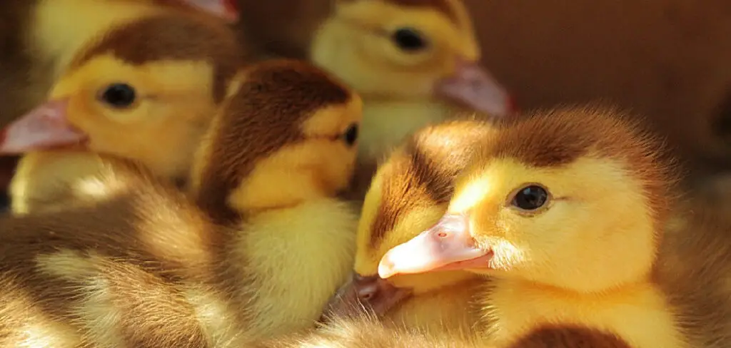 How to Keep Ducklings Warm Without a Lamp
