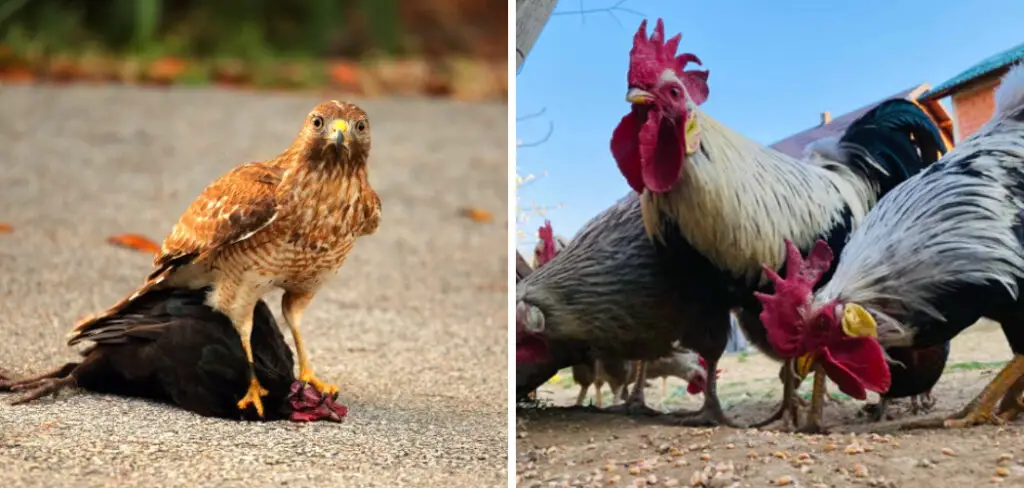 How to Keep Eagles Away From Chickens