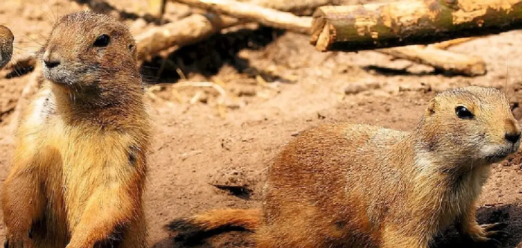 How to Keep Groundhogs from Digging Under Fence