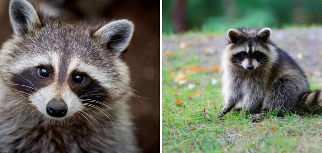 How to Keep Raccoons Away from Chickens
