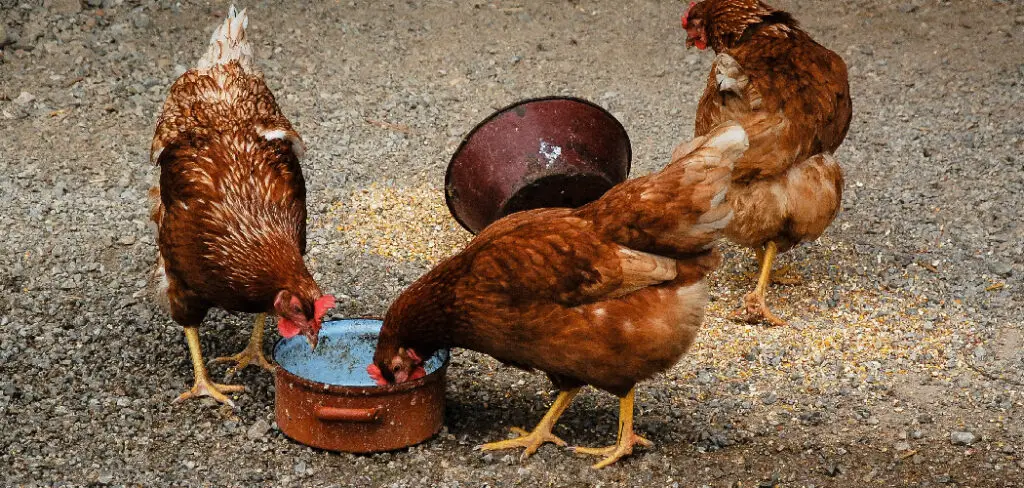 How to Make Grit for Chickens