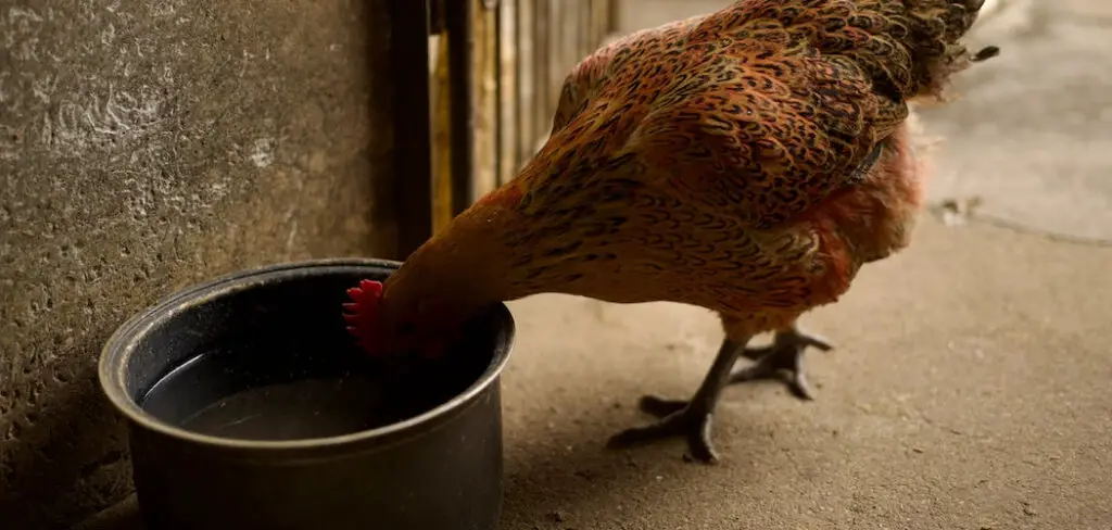 How to Make a Waterer for Chickens